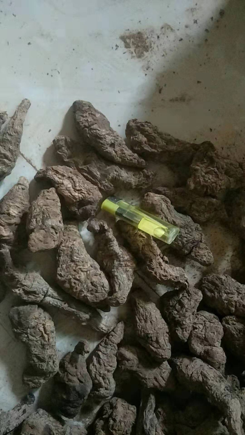 常年大量供应地黄，产地直供自产自销，含量足