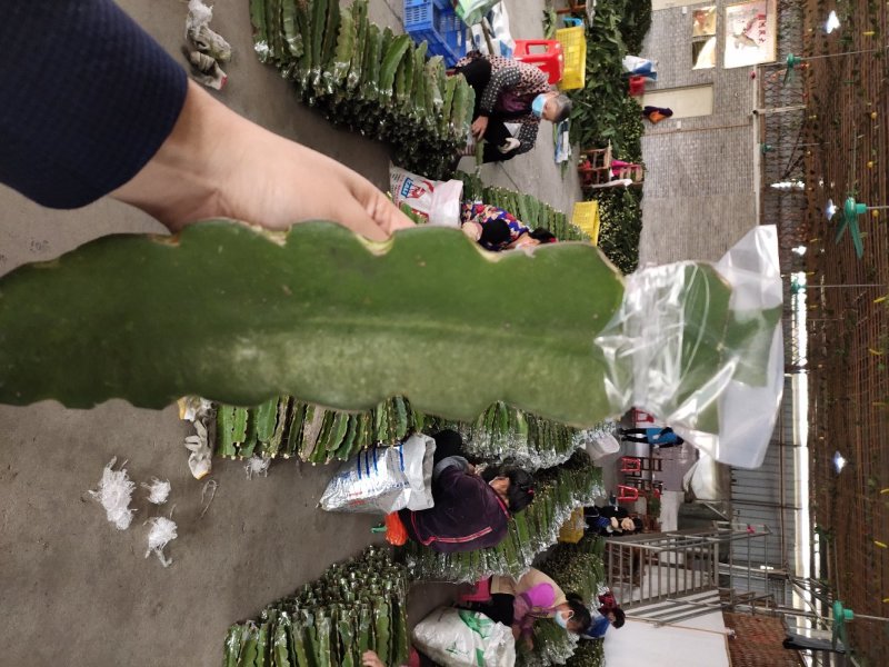 燕窝果嫁接苗燕窝果苗麒麟果苗嫁接苗