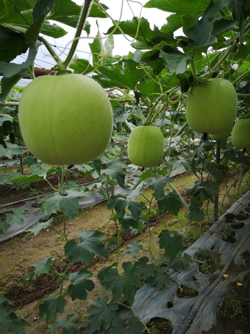 麒麟冬瓜种子非香芋味清甜纯正冬瓜味