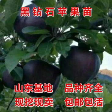 新品种黑钻苹果苗，四季北方南方室内室外地盆栽