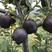 新品种黑钻苹果苗，四季北方南方室内室外地盆栽
