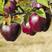 新品种黑钻苹果苗，四季北方南方室内室外地盆栽