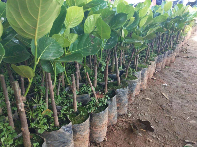 四季菠萝蜜苗一年四季常年开花结果