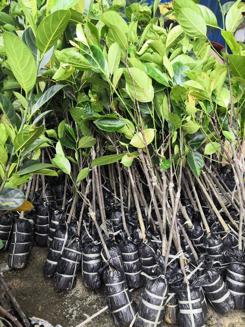 四季菠萝蜜苗一年四季常年开花结果