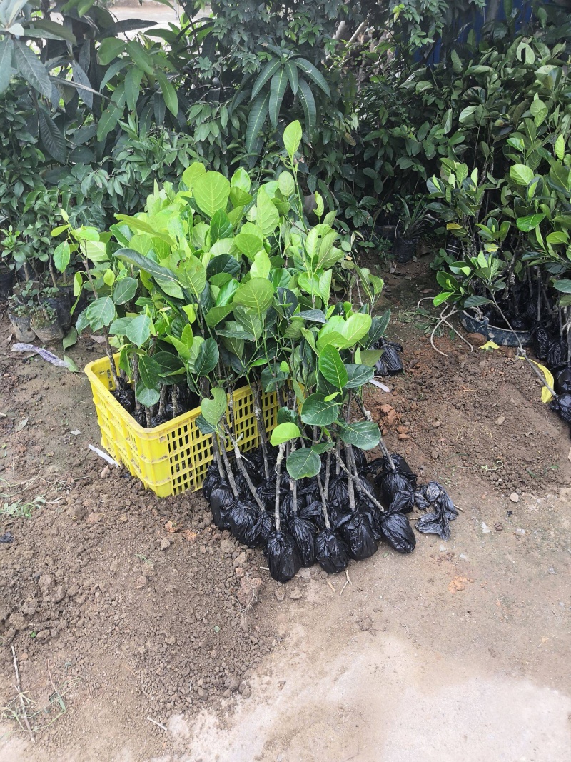 四季菠萝蜜苗一年四季常年开花结果