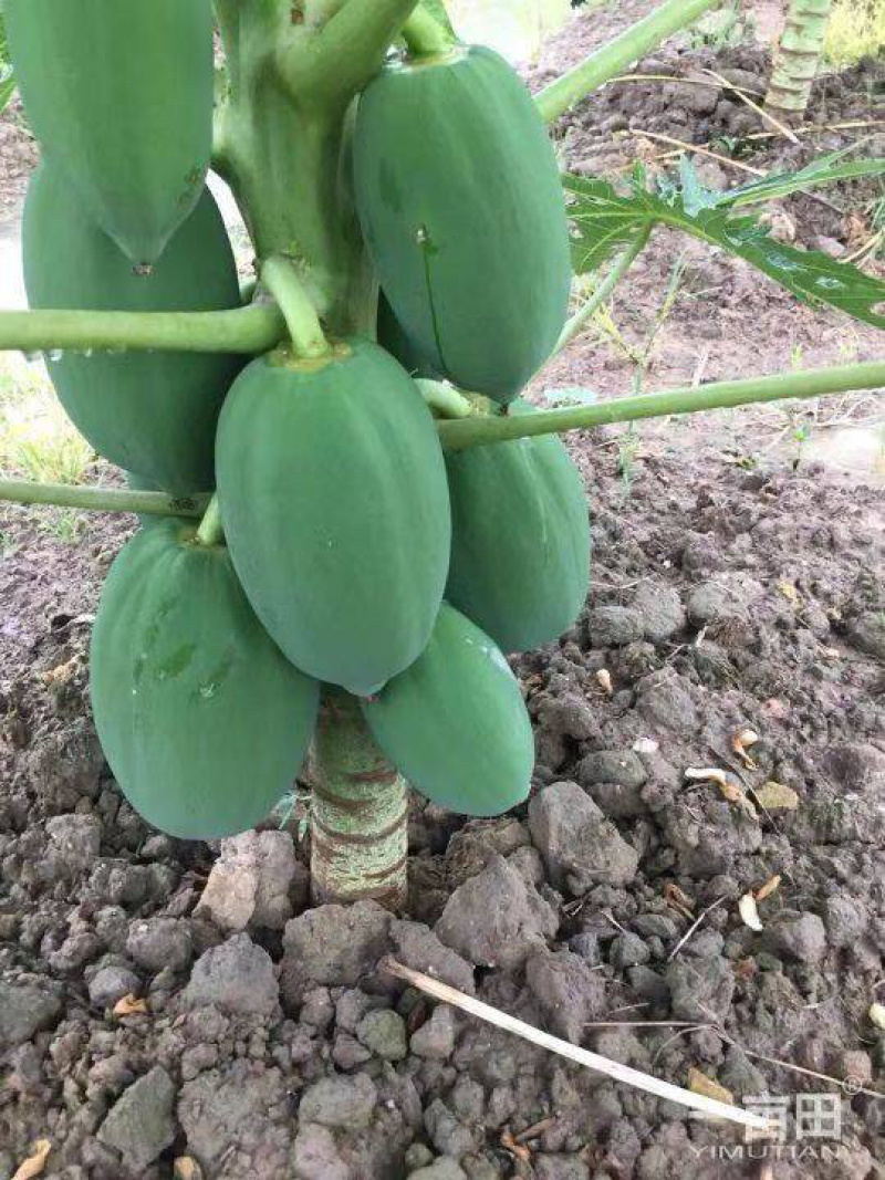 红心木瓜苗矮化木瓜苗单棵产量高，包成活率一个月