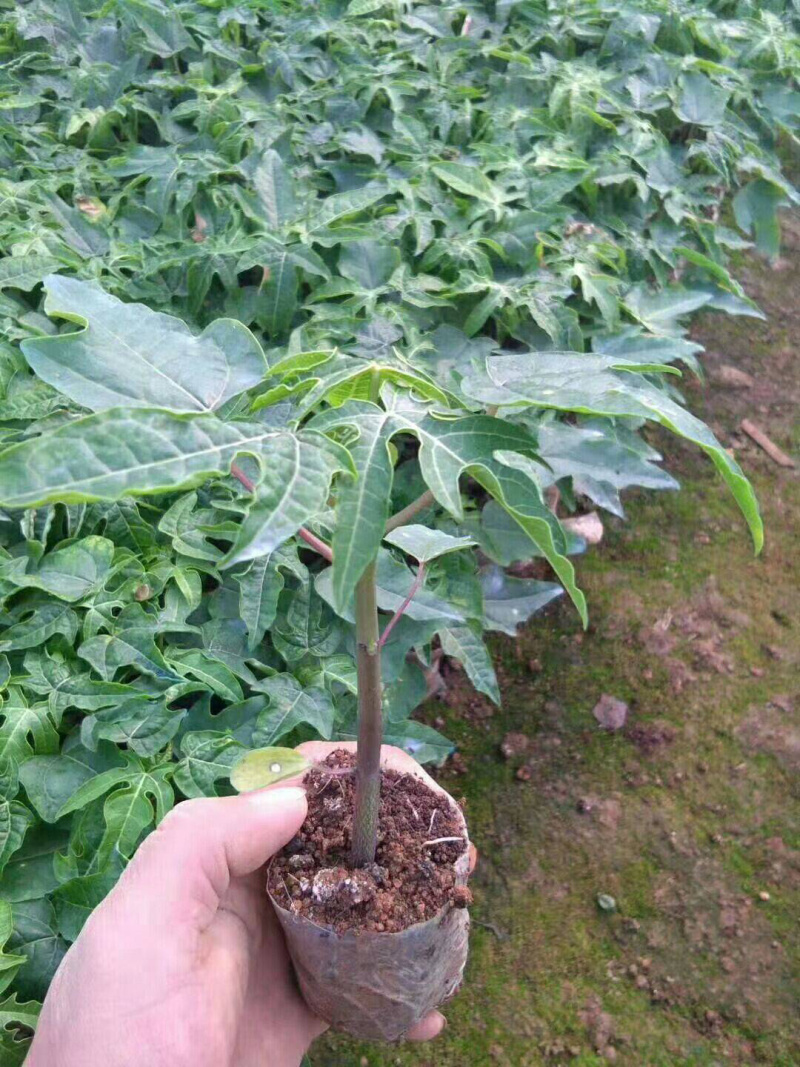 红心木瓜苗矮化木瓜苗单棵产量高，包成活率一个月