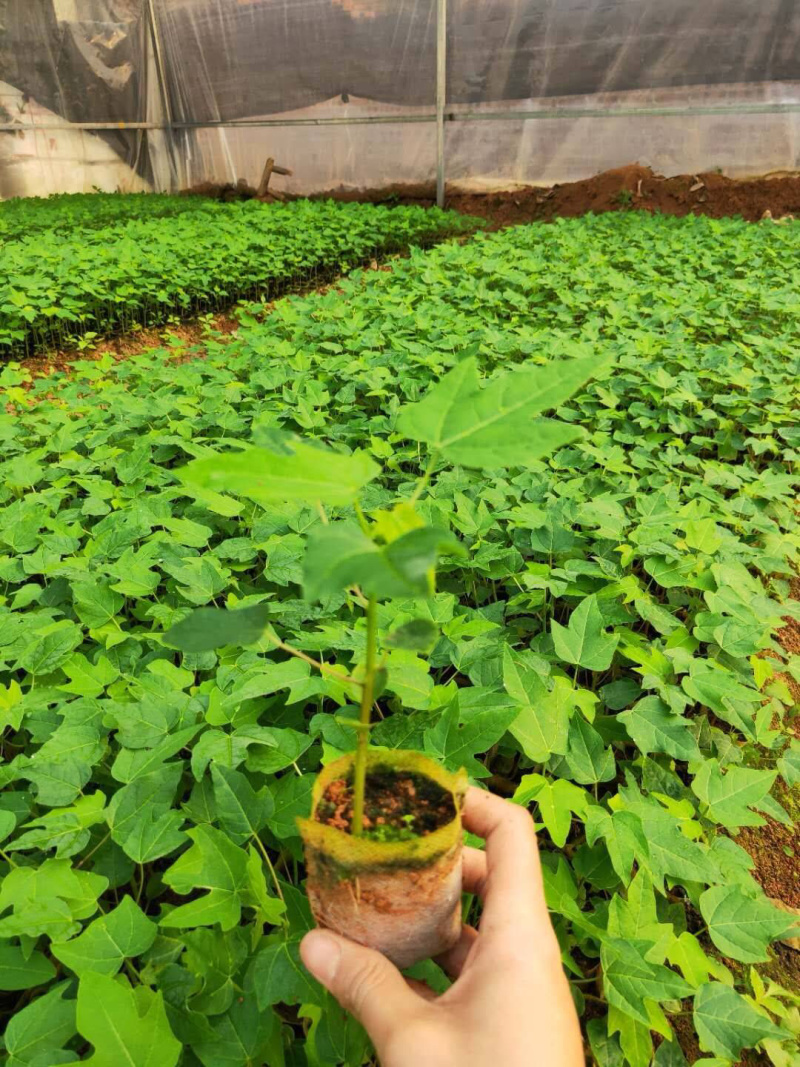 红心木瓜苗矮化木瓜苗单棵产量高，包成活率一个月