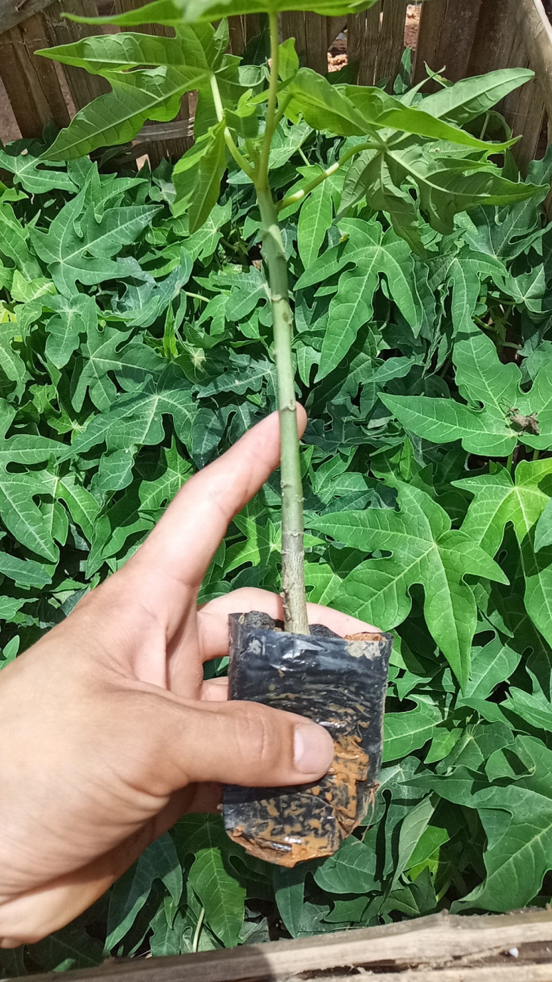 红心木瓜苗矮化木瓜苗单棵产量高，包成活率一个月