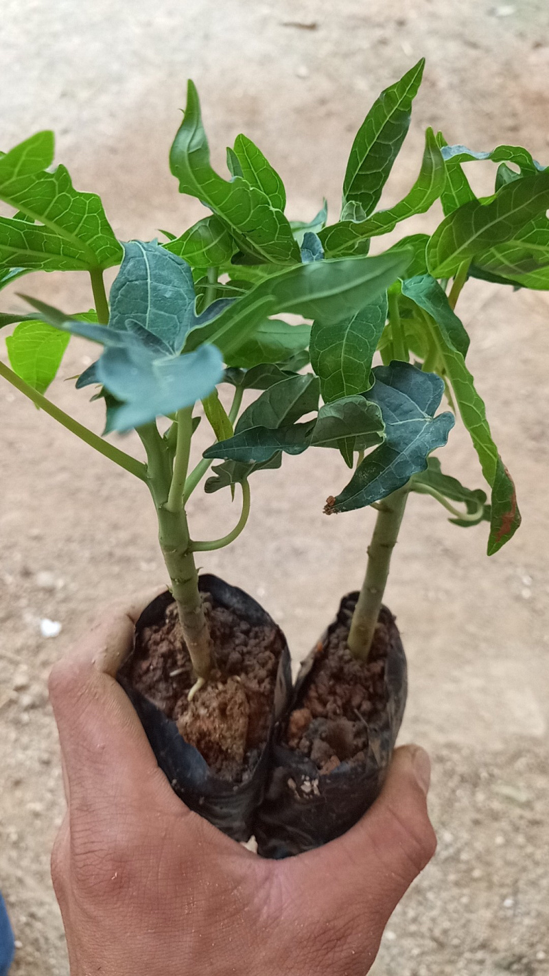 红心木瓜苗矮化木瓜苗单棵产量高，包成活率一个月