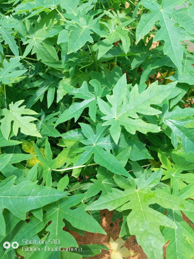 红心木瓜苗矮化木瓜苗单棵产量高，包成活率一个月