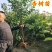 嫁接杏树苗，甜杏苗特大巨蜜王，荷兰香蜜杏，金太阳杏树苗