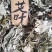 3年野生陈艾叶端午节，泡水冼高含量。有手选，保证质量长期
