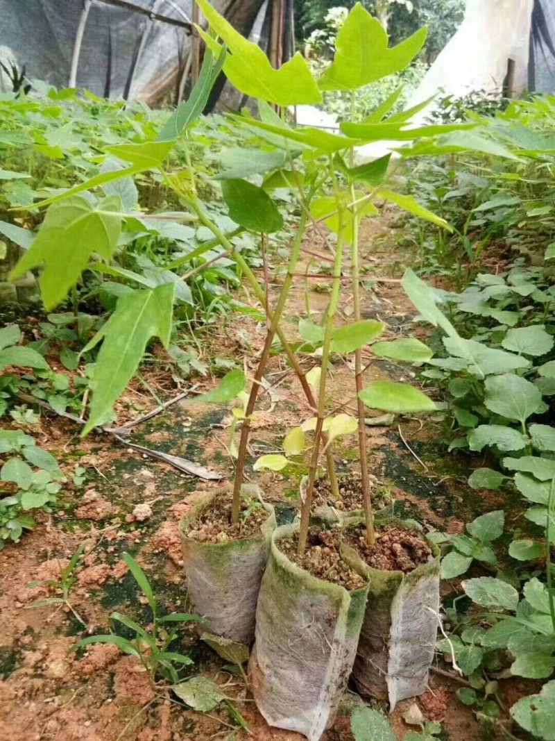 黄金木瓜苗泰国黄金木瓜四季开花结果