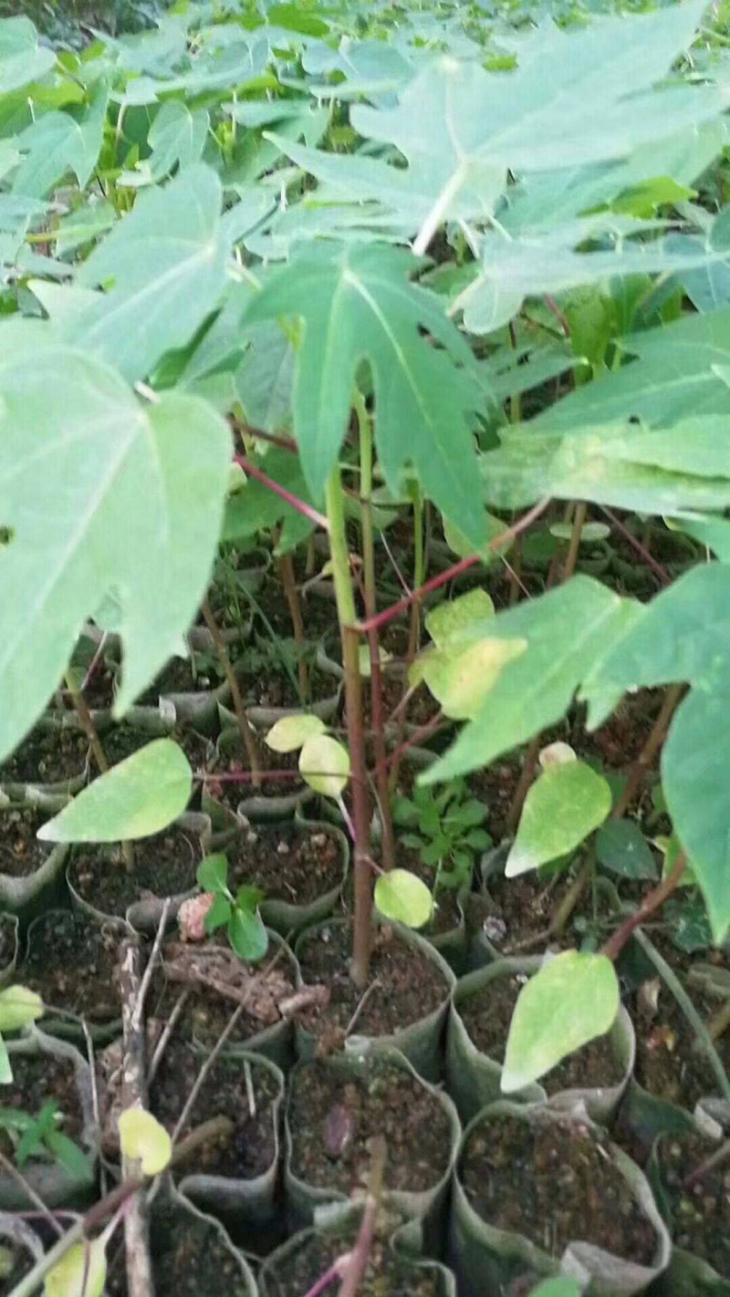 黄金木瓜苗泰国黄金木瓜四季开花结果
