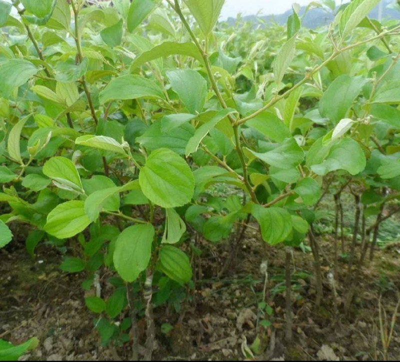 台湾大青枣苗嫁接苗南北方可种植，包成活包邮
