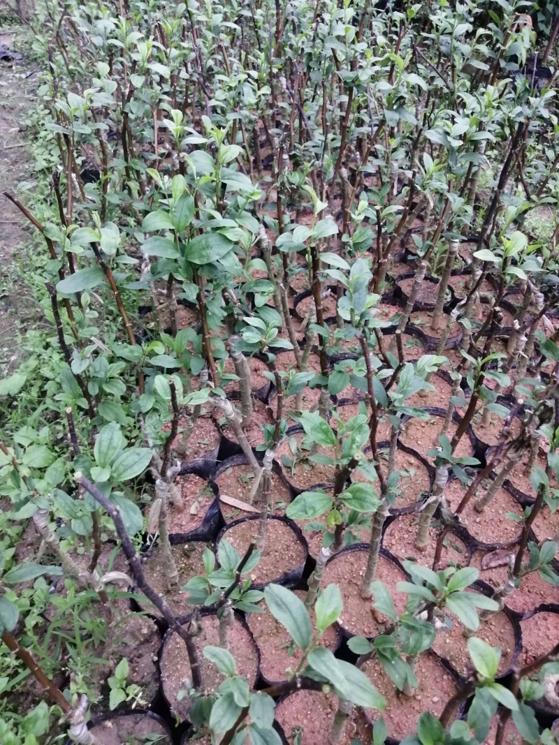 台湾大青枣苗嫁接苗南北方可种植，包成活包邮