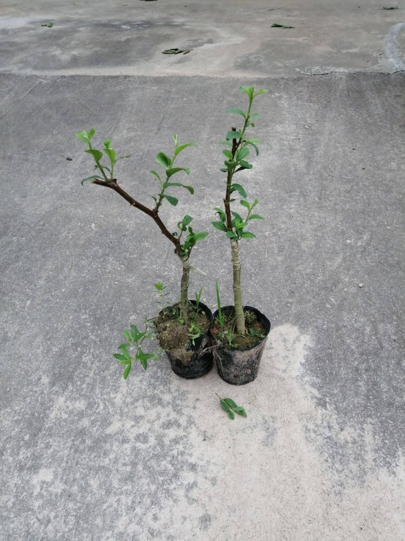 台湾大青枣苗嫁接苗南北方可种植，包成活包邮