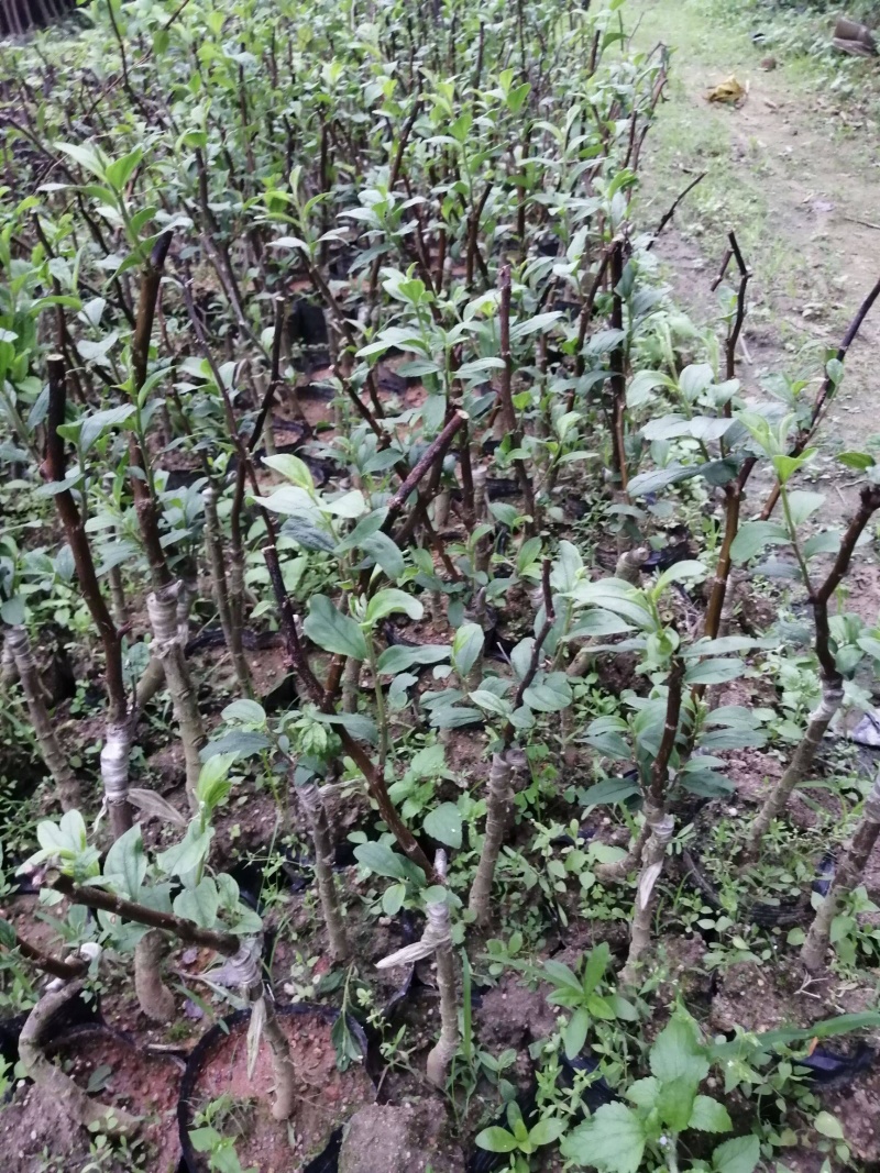 台湾大青枣苗嫁接苗南北方可种植，包成活包邮