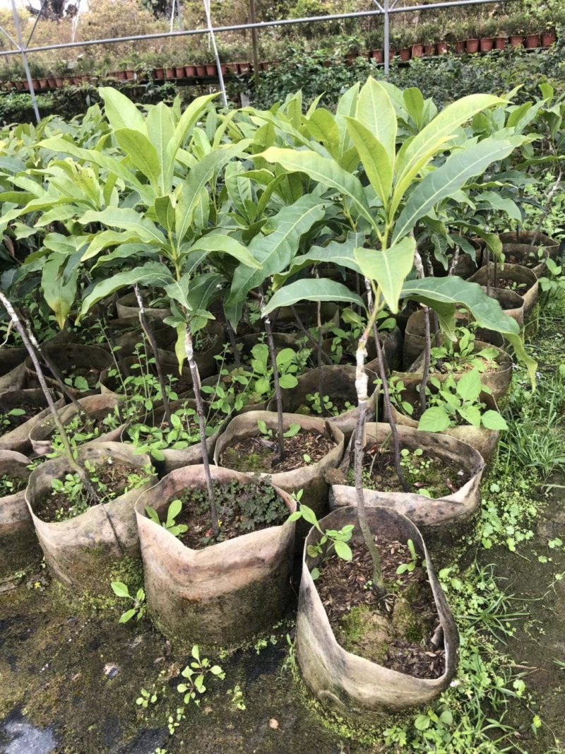 黄晶果苗，冬蜜，久蜜嫁接苗