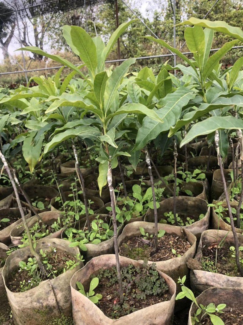 黄晶果苗，冬蜜，久蜜嫁接苗