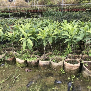 黄晶果苗，冬蜜，久蜜嫁接苗