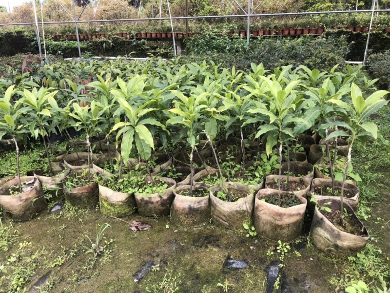 黄晶果苗，冬蜜，久蜜嫁接苗