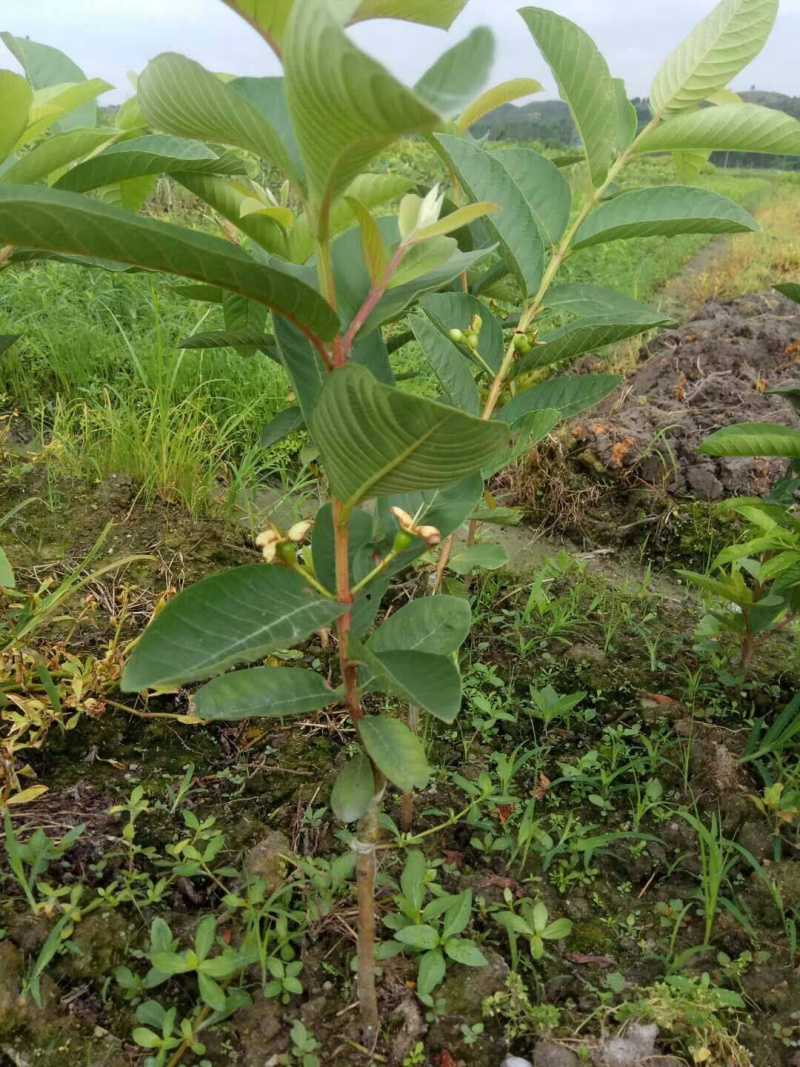 四季珍珠番石榴苗嫁接苗当年结果四季种植