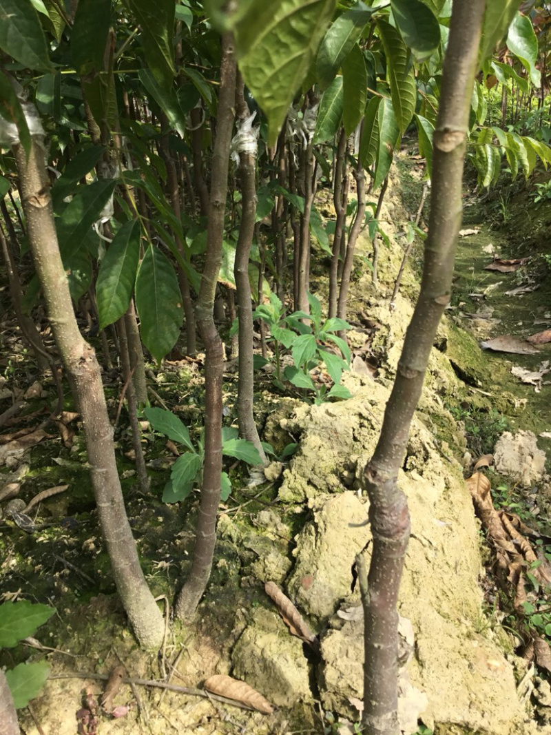 黄橄榄苗嫁接苗地苗杯苗有现货