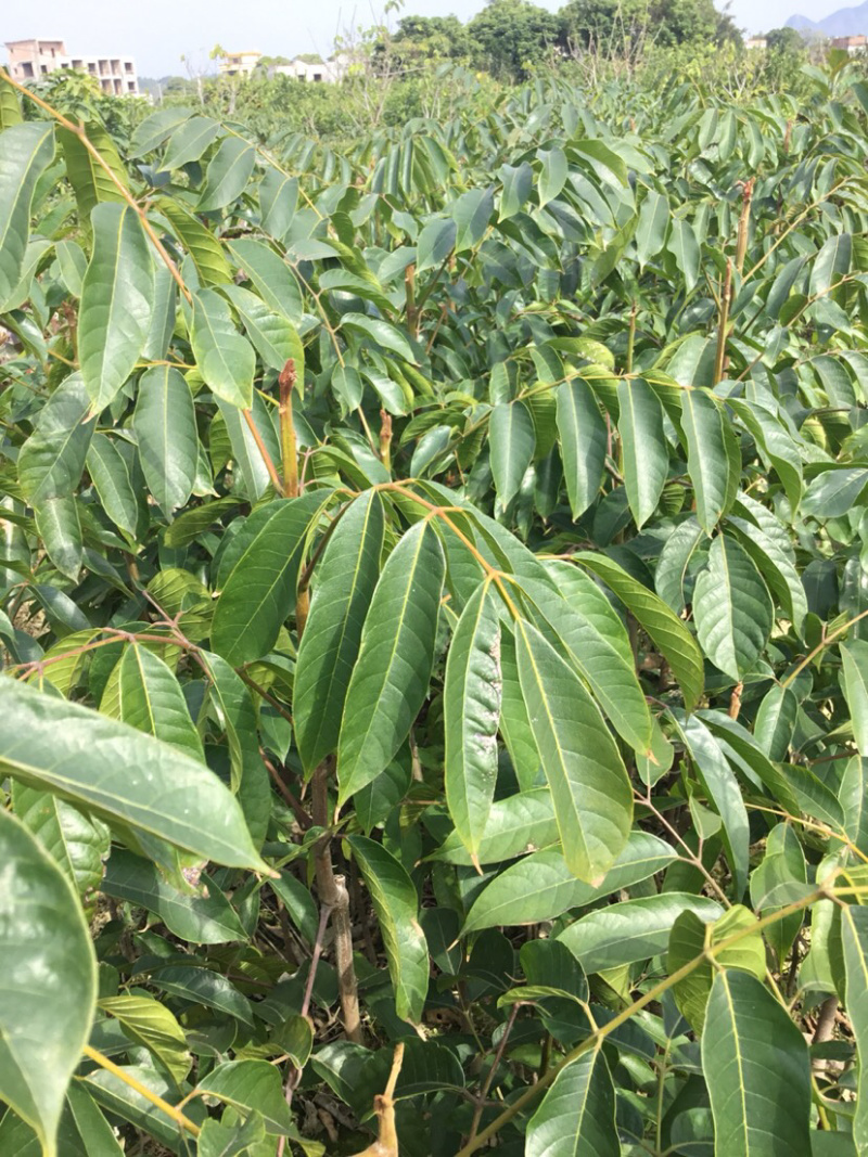 黄橄榄苗嫁接苗地苗杯苗有现货
