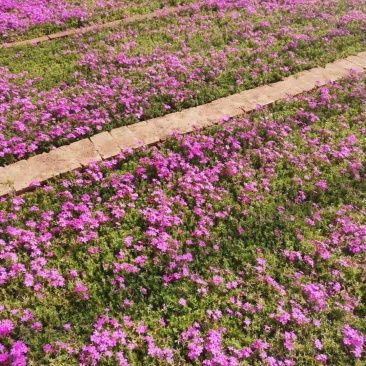 丛生福禄考东北芝樱