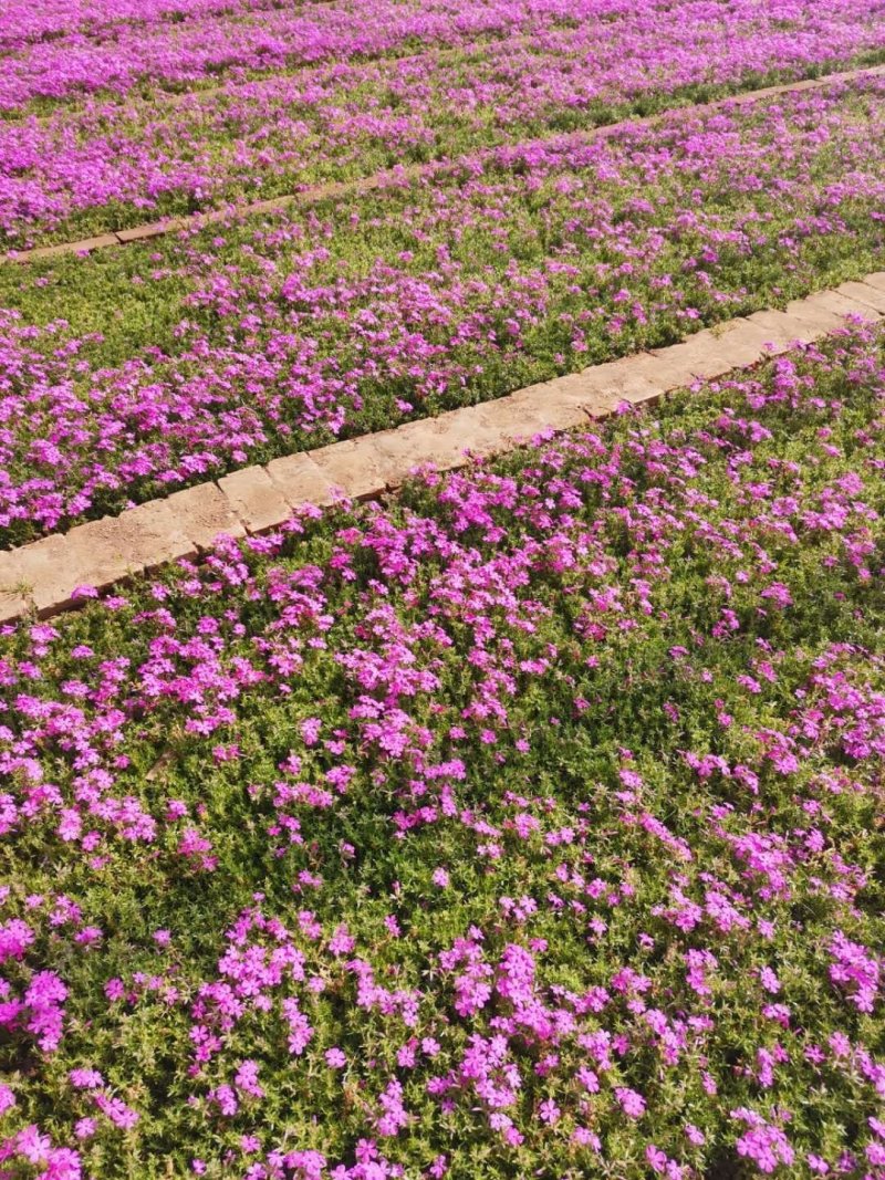 丛生福禄考东北芝樱