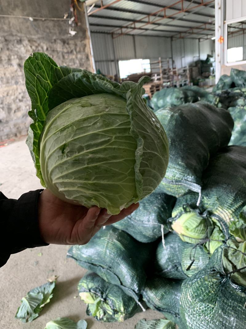 圆包菜，铁头，福建包菜。漳浦包菜，产地直销，质优价廉