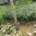 杉树苗