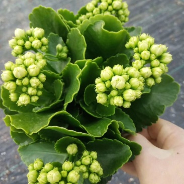 长寿花盆栽基地直发