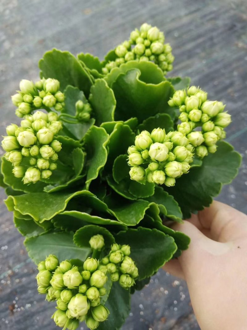 长寿花盆栽基地直发