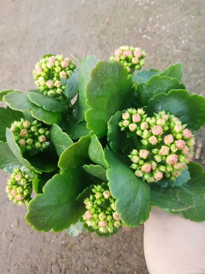 长寿花盆栽基地直发