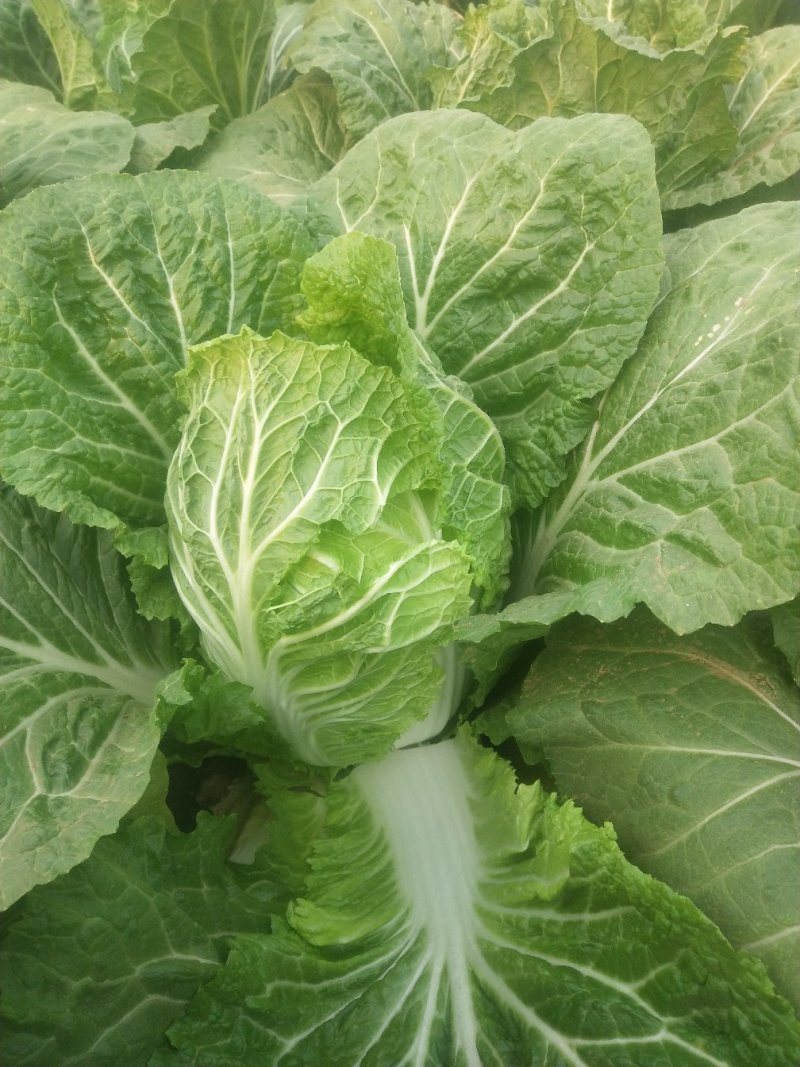 万亩大白菜基地优质大白菜大量上市，货源稳定，大量供应
