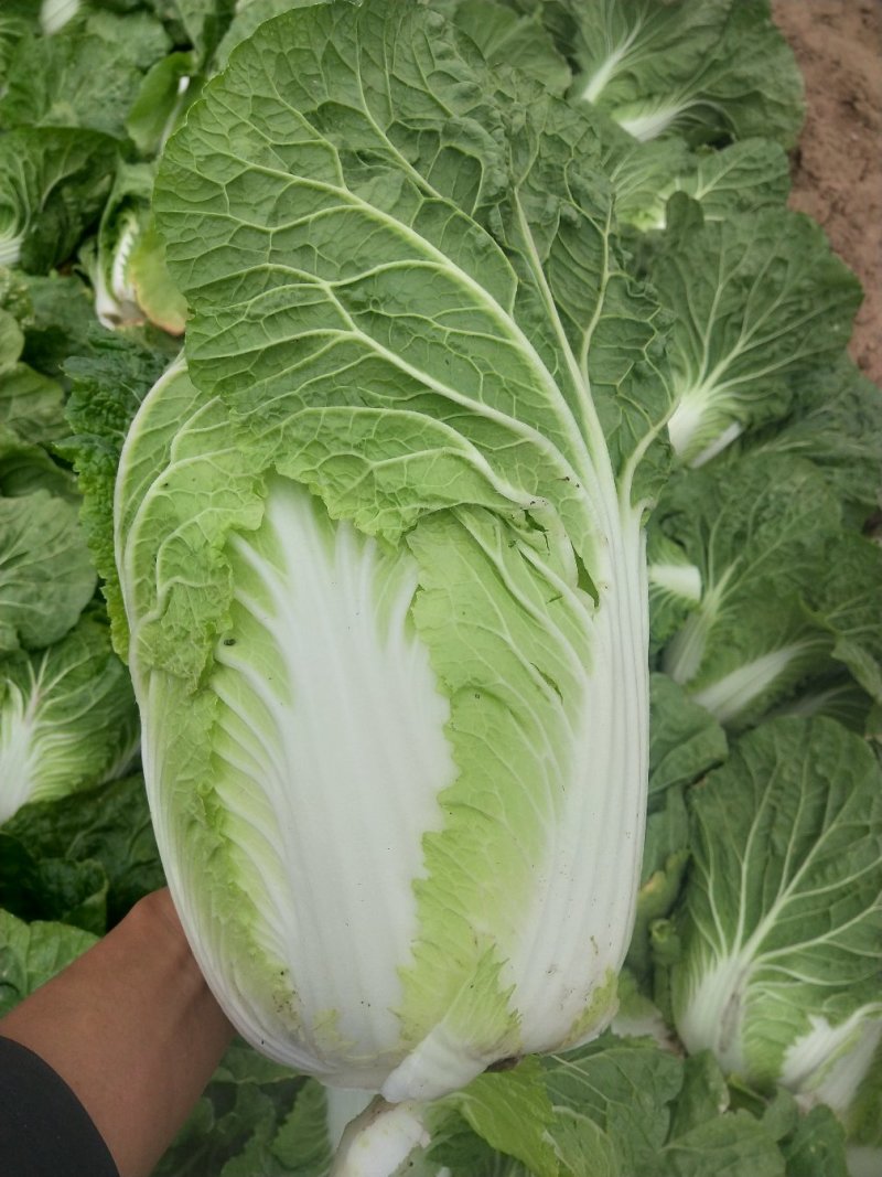 万亩大白菜基地优质大白菜大量上市，货源稳定，大量供应