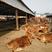 黄牛犊黄牛苗改良肉牛繁殖母牛买十头送一头包成活
