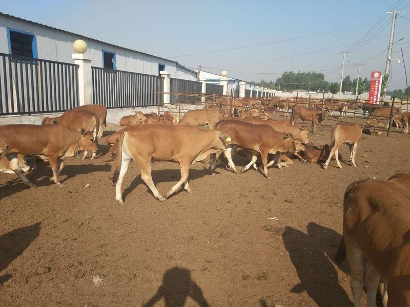 黄牛犊黄牛苗改良肉牛繁殖母牛买十头送一头包成活