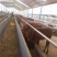 肉牛肉牛王改良肉牛育肥牛犊厂家直销买十头送一头