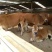肉牛肉牛王改良肉牛育肥牛犊厂家直销买十头送一头