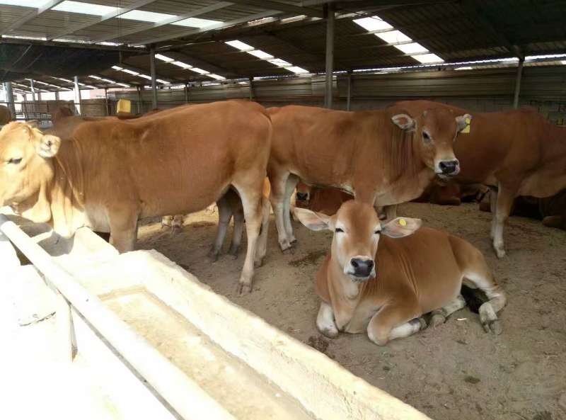 肉牛肉牛王改良肉牛育肥牛犊厂家直销买十头送一头