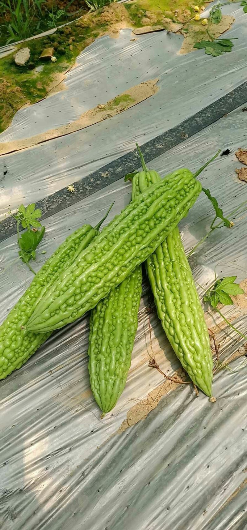 新育成的杂交一代长珍珠苦瓜