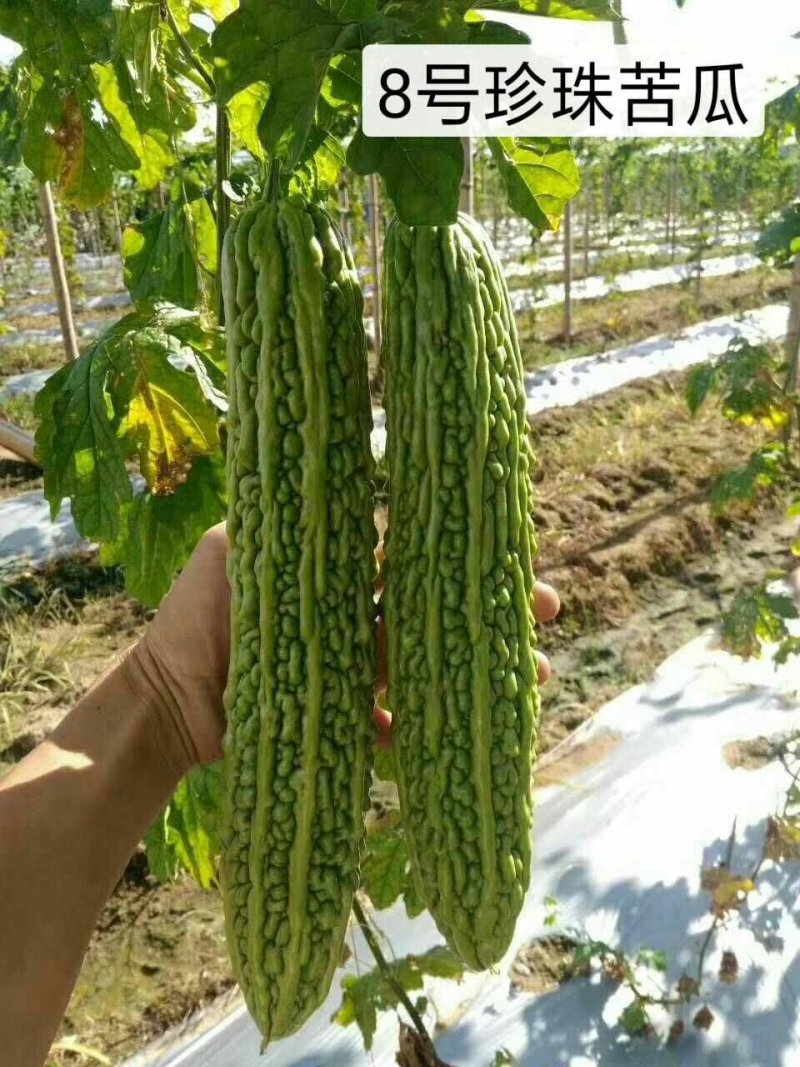 新育成的杂交一代长珍珠苦瓜