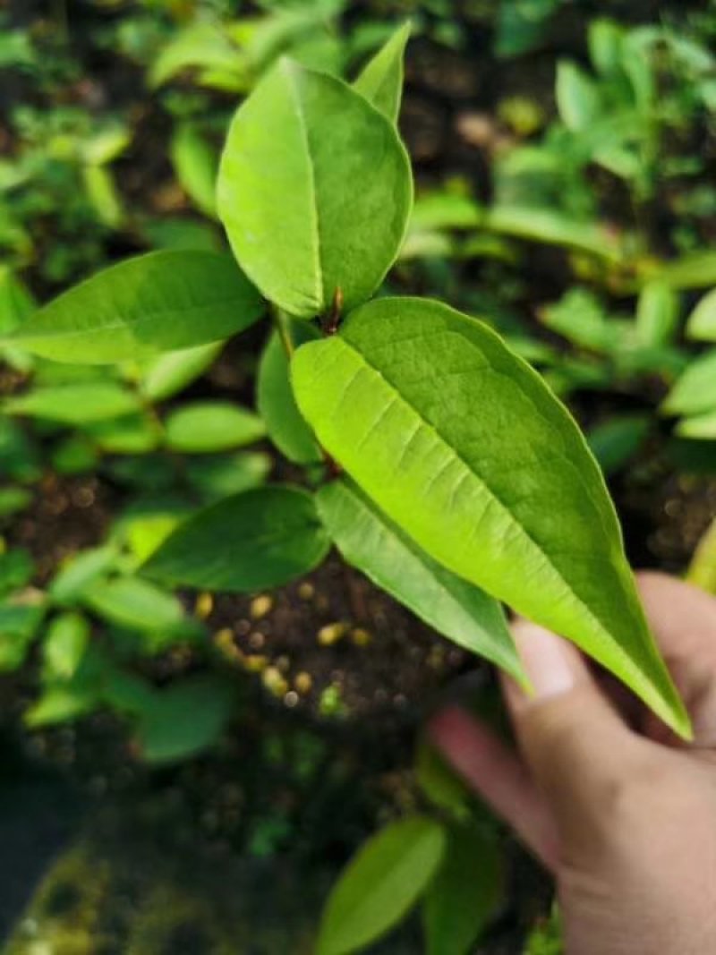 红钻嘉宝果，树葡萄种苗。