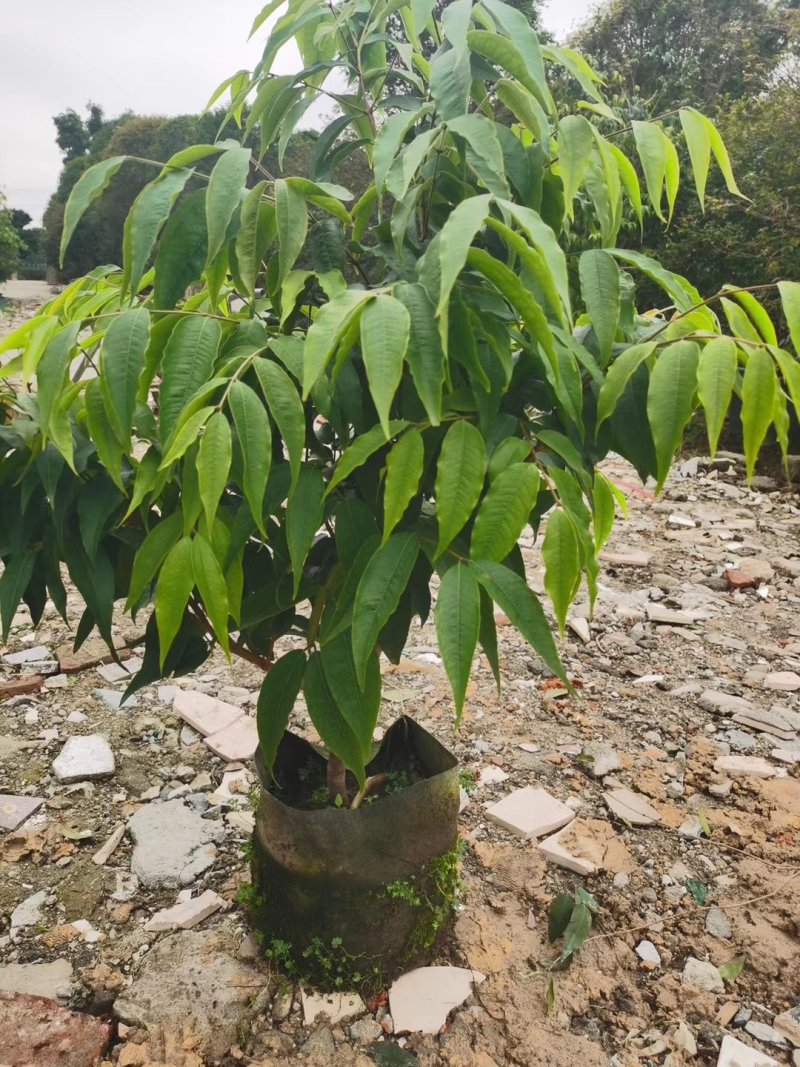 红钻嘉宝果，树葡萄种苗。