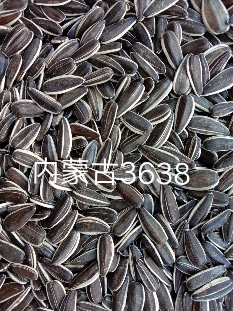 内蒙古3638生瓜子10斤装/袋（包邮）