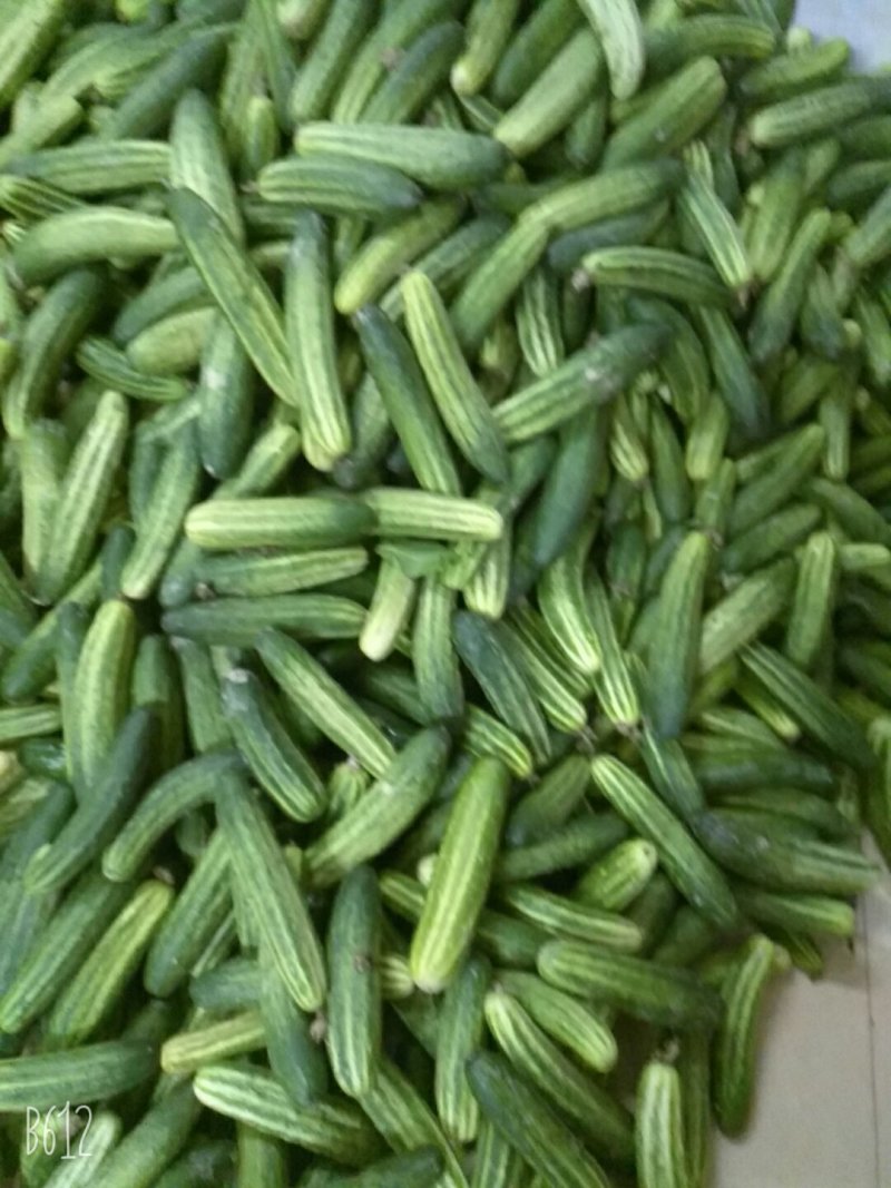 黄瓜，蒲瓜